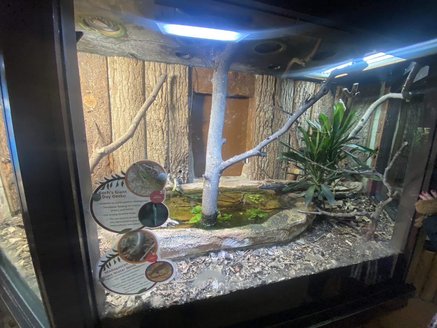 Exhibit for Koch’s day gecko and Madagascar giant water skink 040324