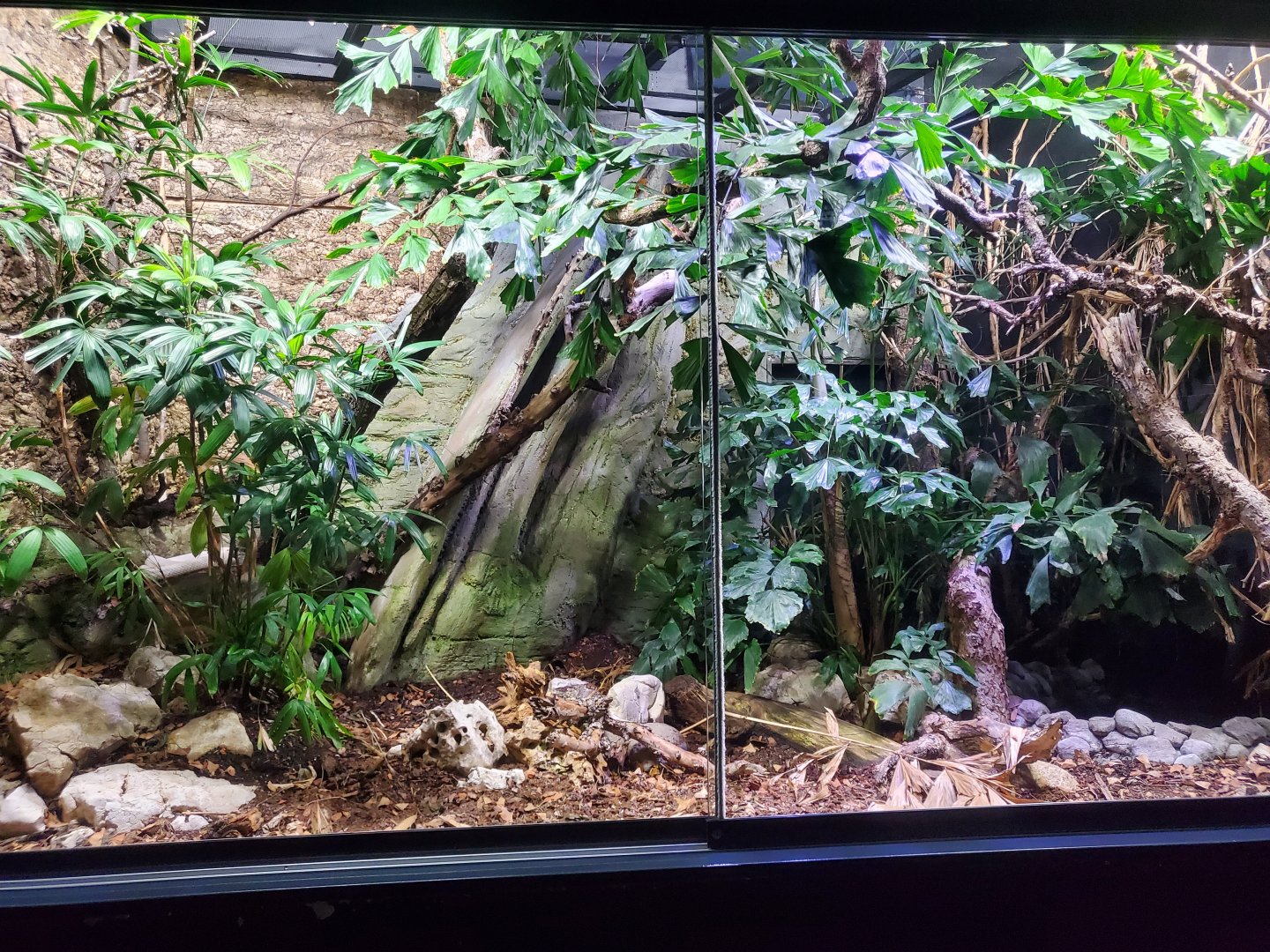 Exhibit for leucistic monocled cobra