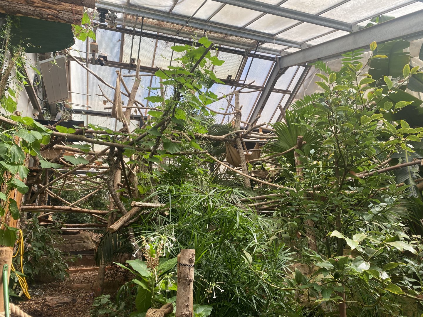 Exhibit for Linnaeus two-toed sloth 030925