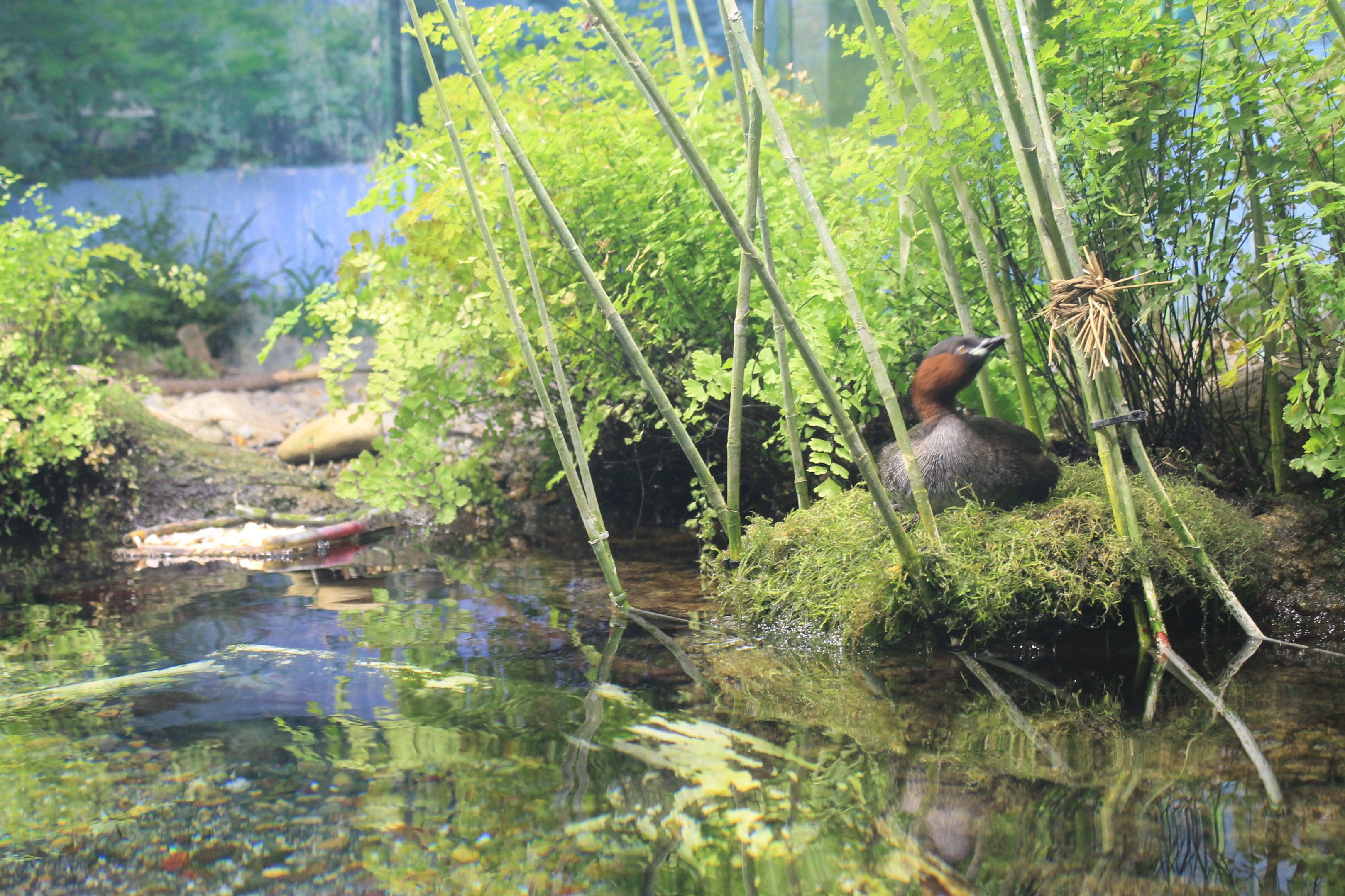 Exhibit for Little Grebe (Tachybaptus ruficollis)