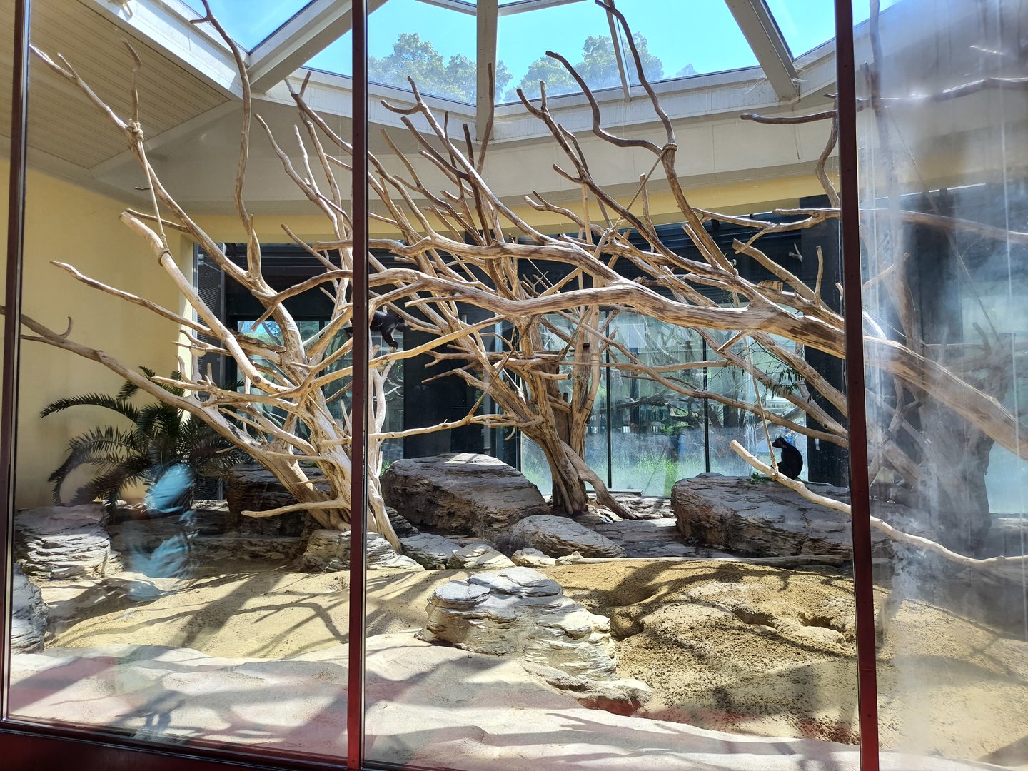 Exhibit for Meerkats and Western black-and-white colobus monkey