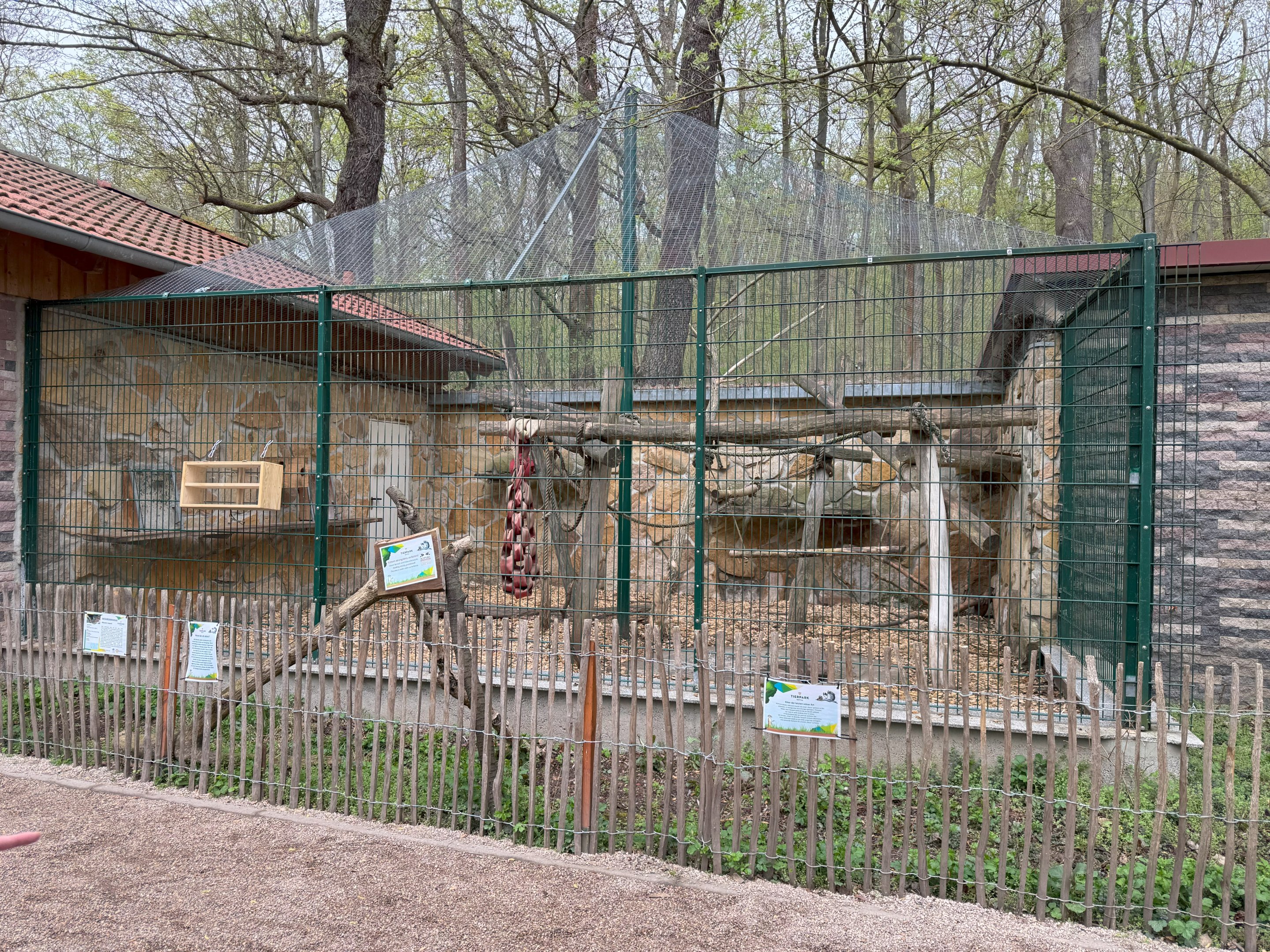 Exhibit for Moor macaque (Maur macaque)