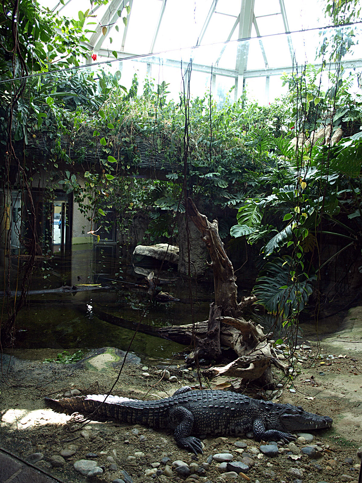 Exhibit for Morelet's crocodile