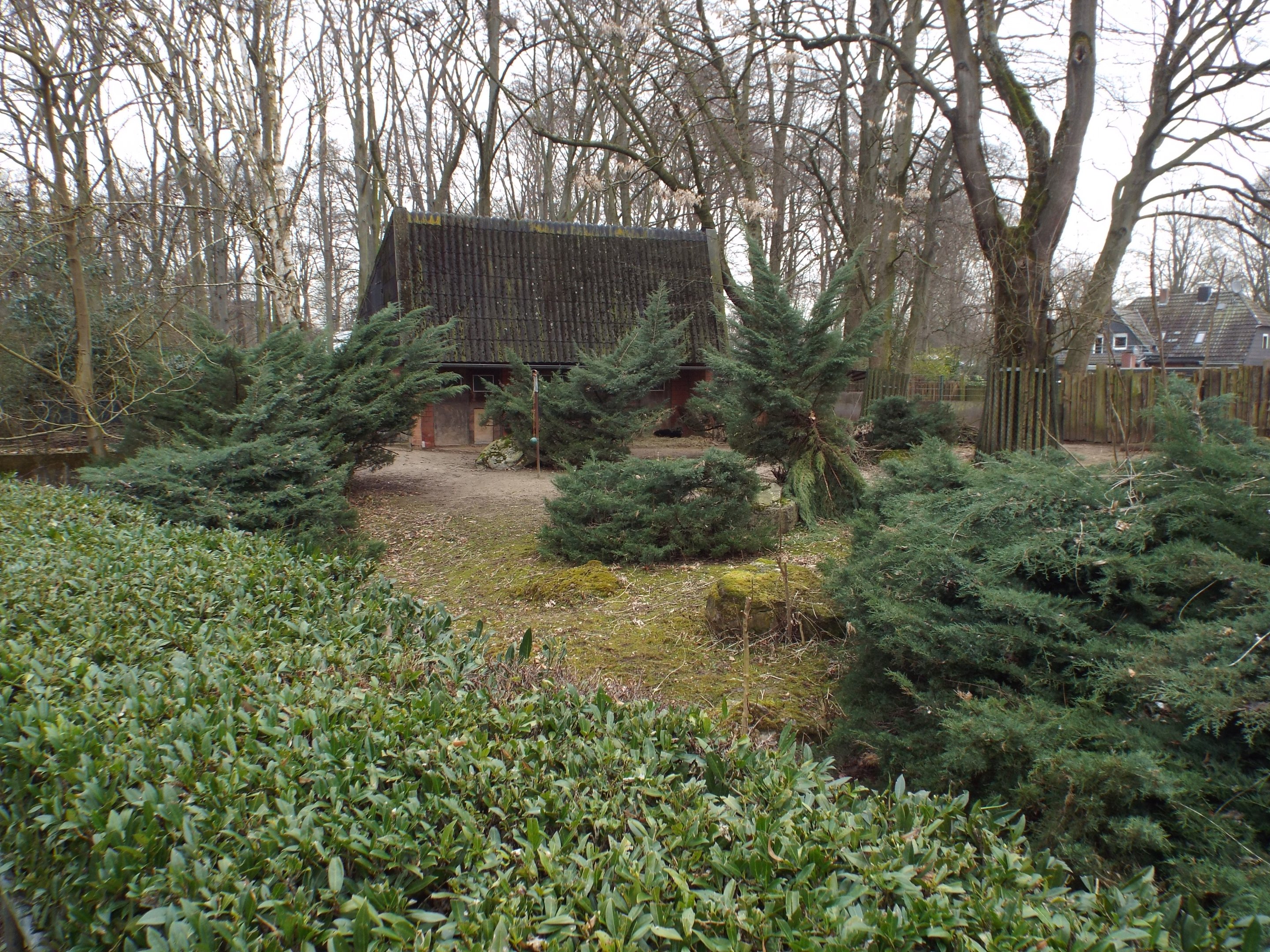 Exhibit for Mountain Anoa