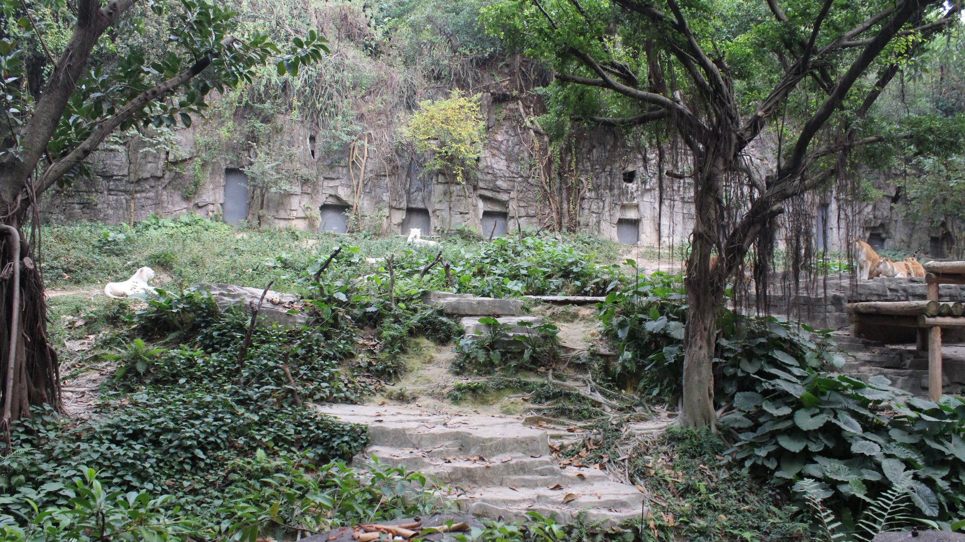 Exhibit for mutant tiger