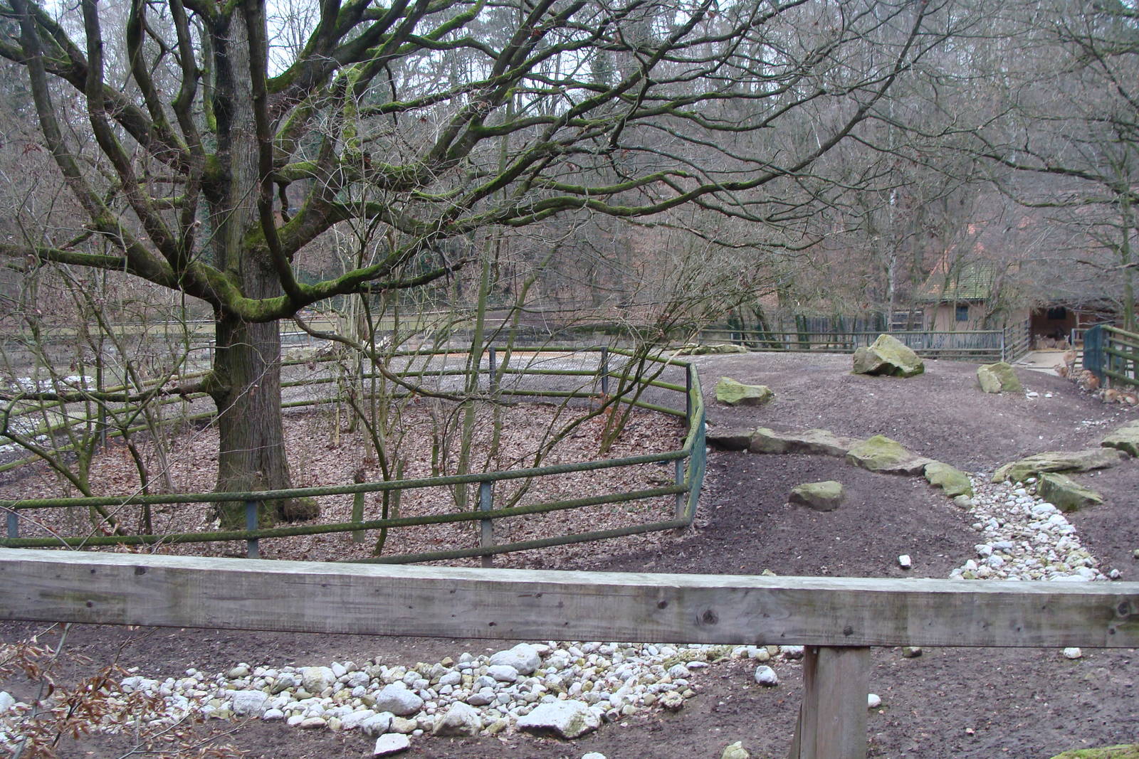 exhibit for nilgau/nilgai and blackbuck