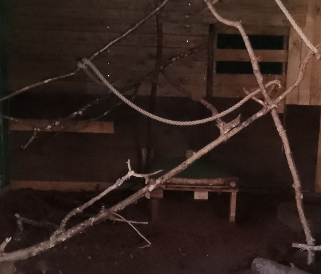 Exhibit for nine banded armadillo 020225