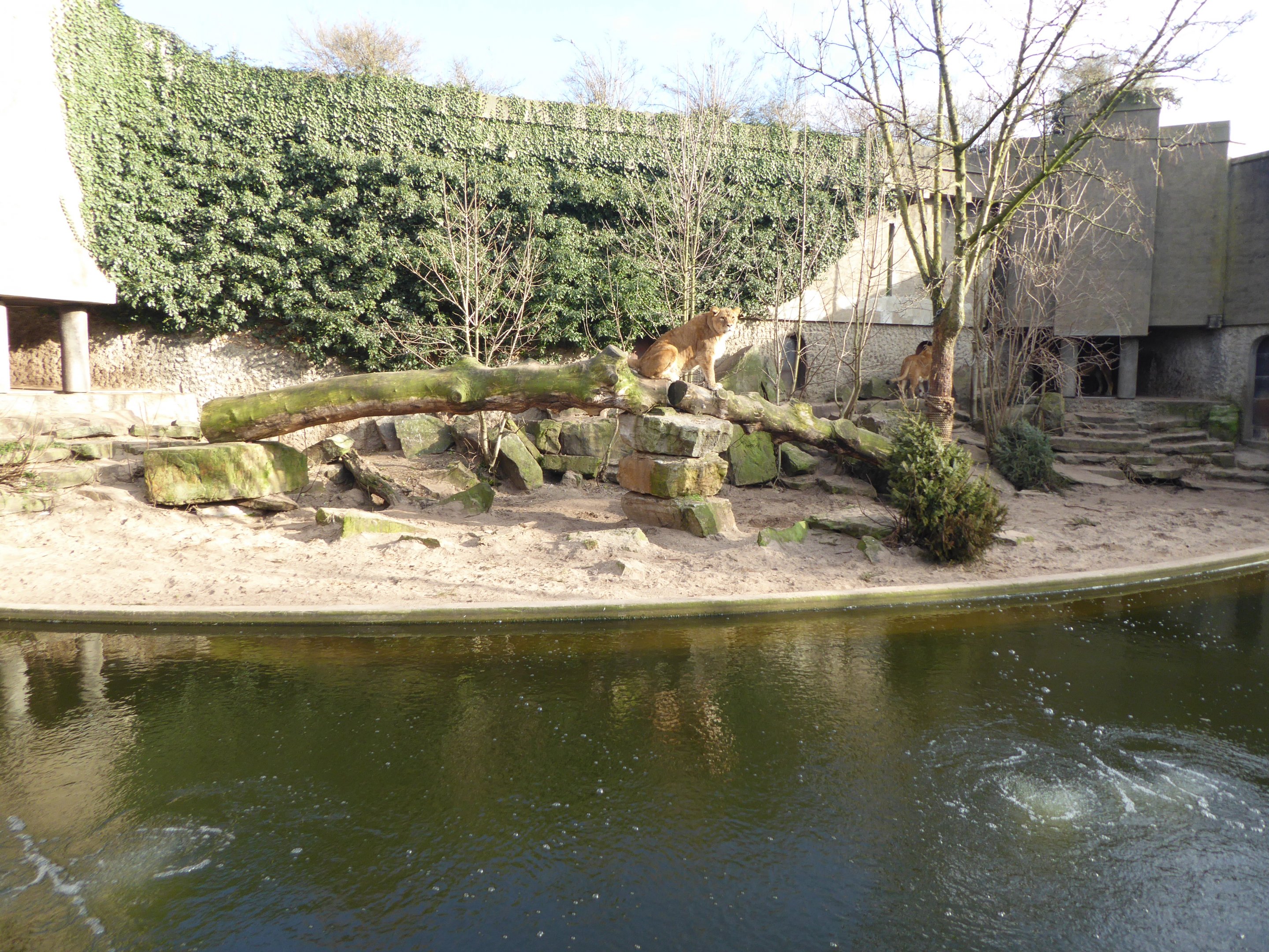 Exhibit for non-subspecific Lion