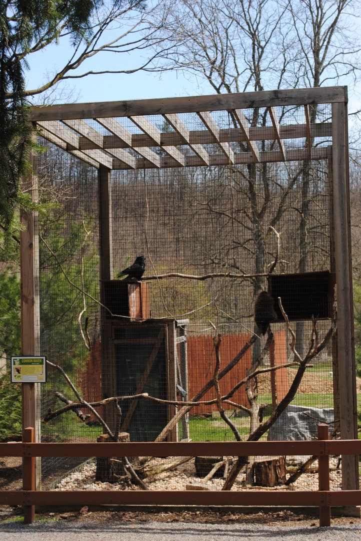 Exhibit for North American Porcupine/Ravens