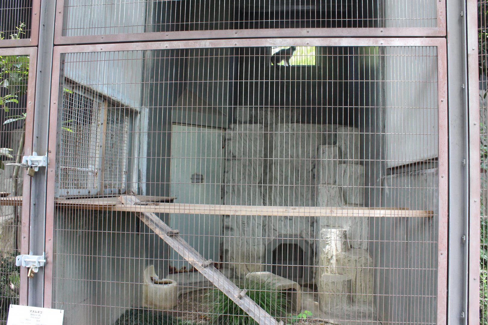 Exhibit for pallas's cat