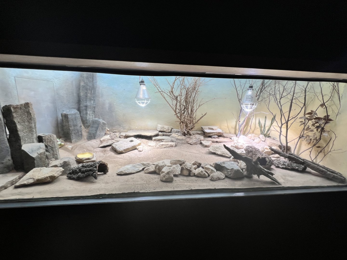 Exhibit for Pancake tortoise (Malacochersus tornieri) and Mozambique girdled lizard (Smaug mossambicus)