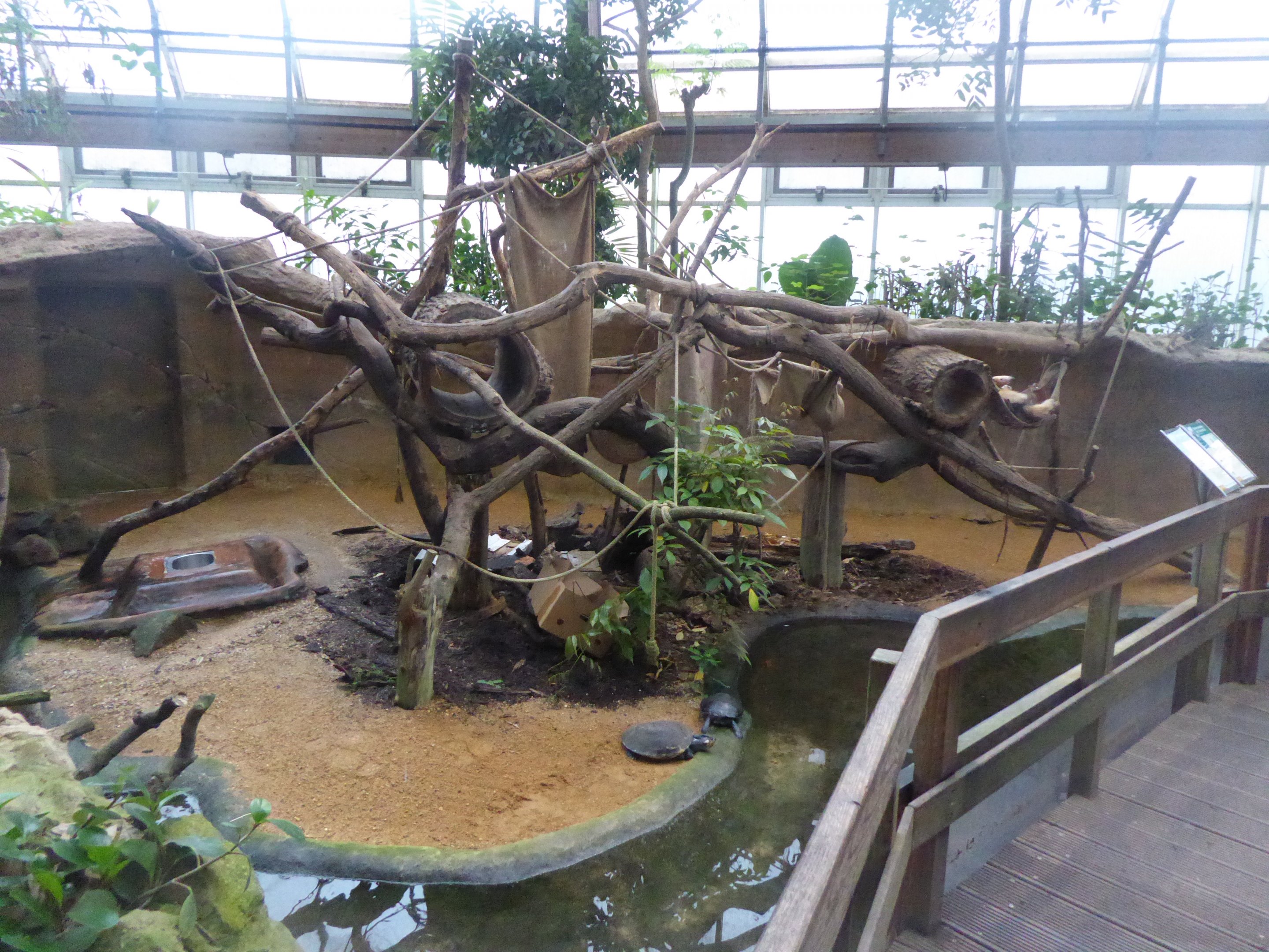 Exhibit for Paraguayan Tamandua