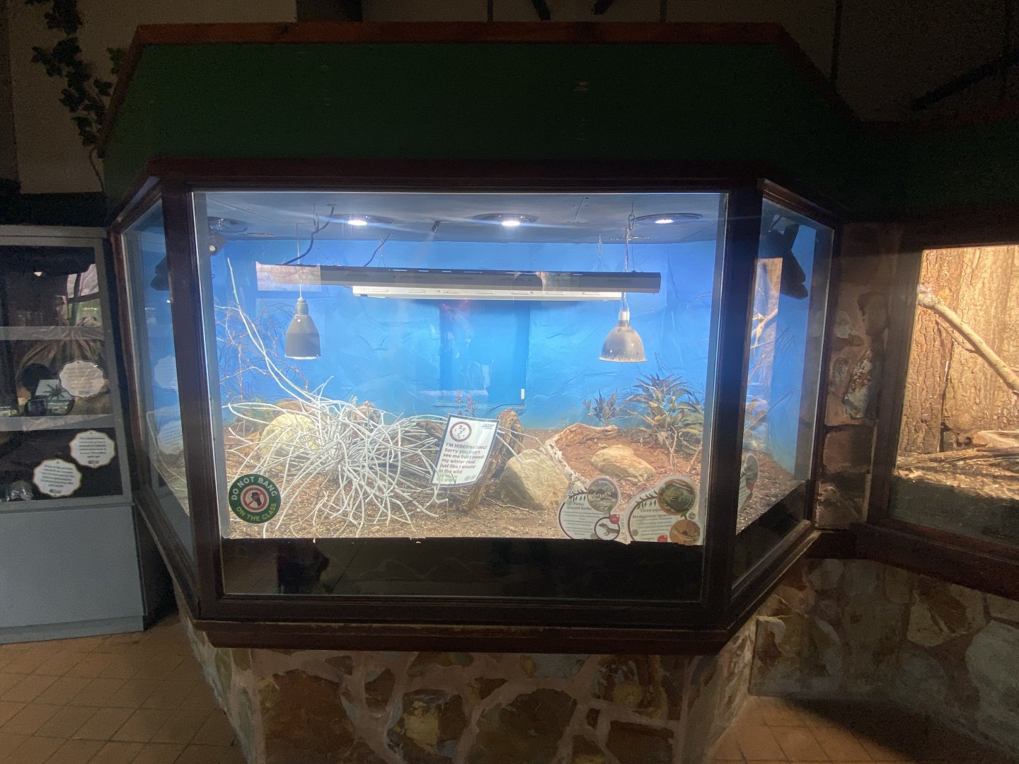 Exhibit for Pictus ground gecko and Three-eyed lizard 040324