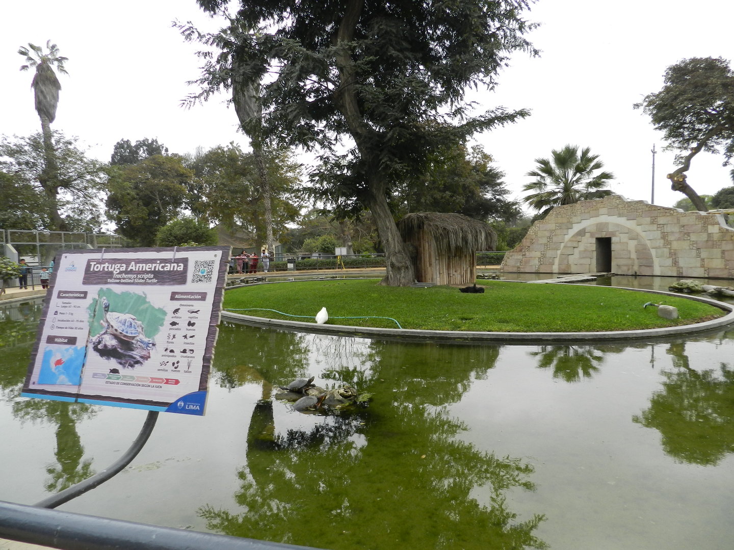 Exhibit for pond turtles and domestic waterfowl - Parque de Las Leyendas