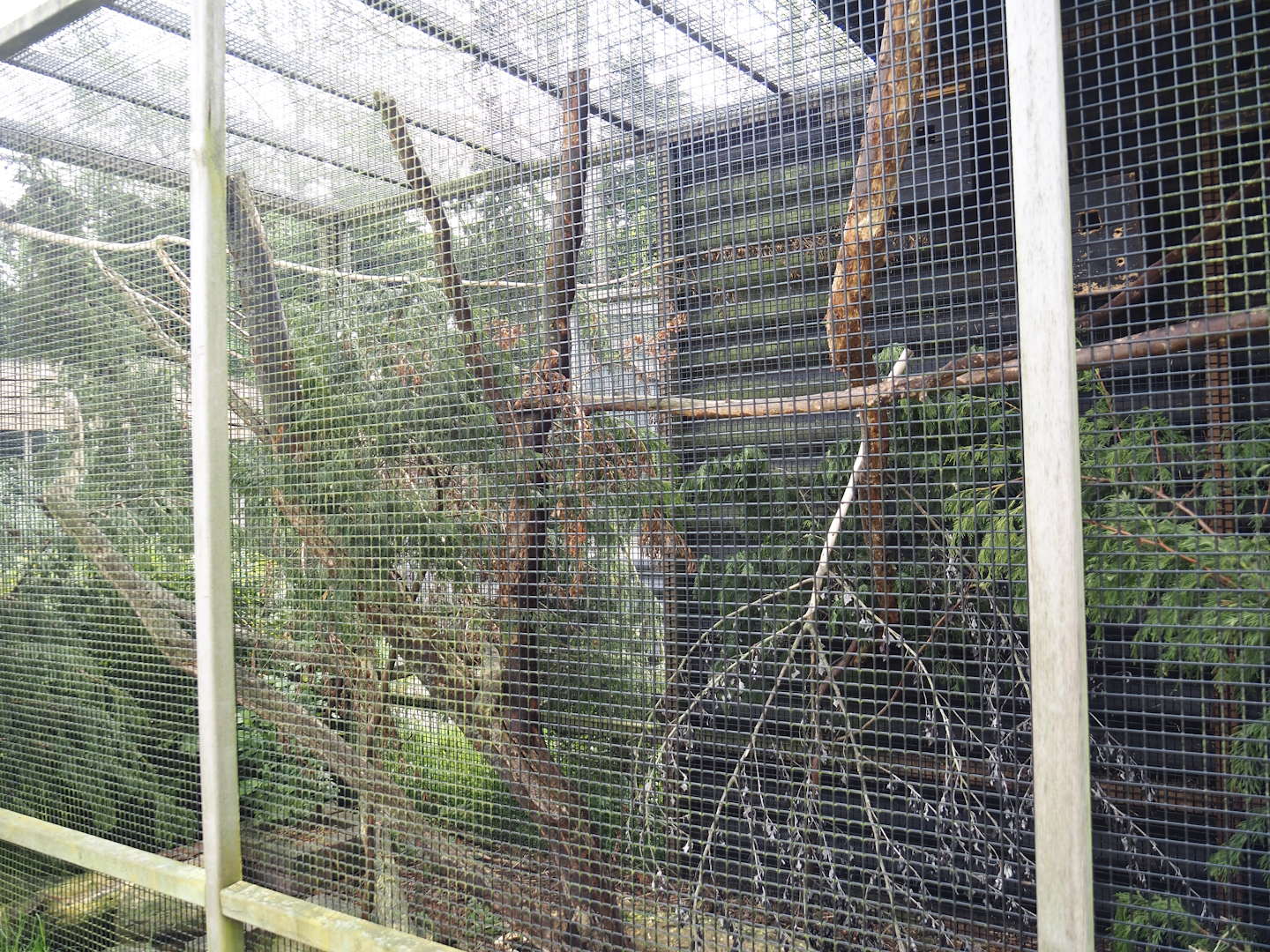 Exhibit for probable Pallas's squirrels, labeled as Perny's Long-nosed squirrel, 2024-05-11