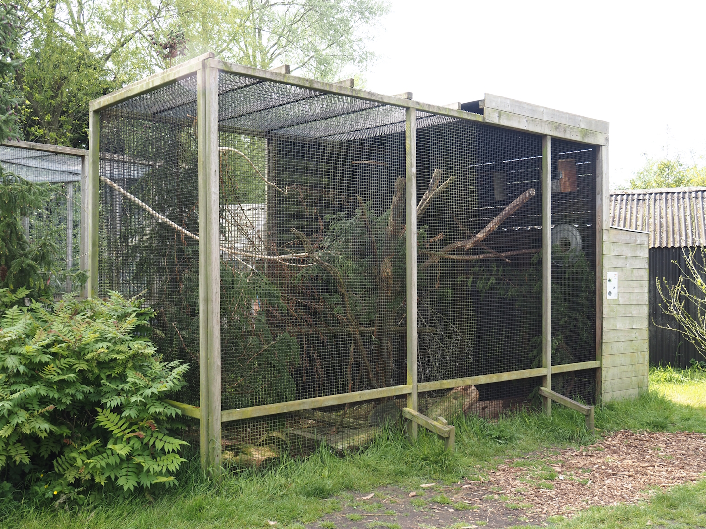 Exhibit for probable Pallas's squirrels, labeled as Perny's Long-nosed squirrel, 2024-05-11