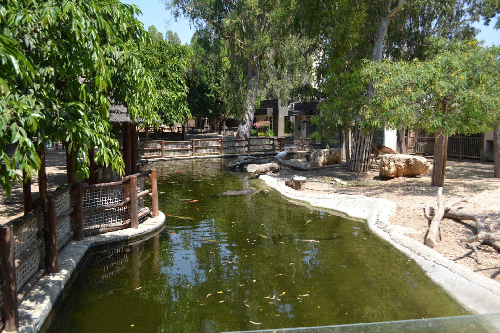 Exhibit for pygmy hippopotamus, Kafue lechwes and Mute swans