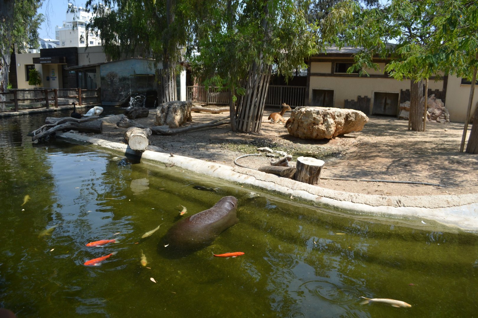 Exhibit for pygmy hippopotamus, Kafue lechwes and Mute swans