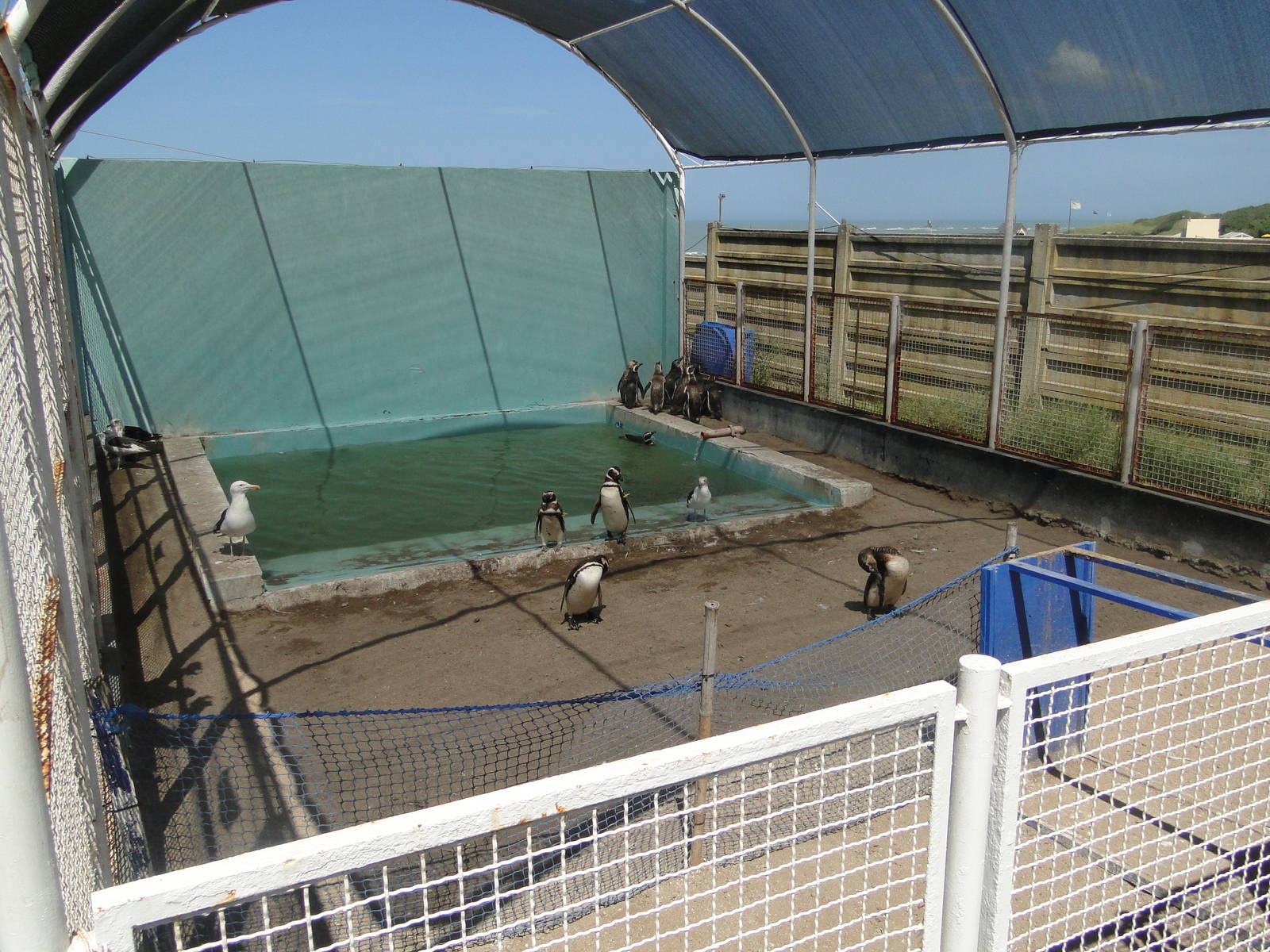 Exhibit for rehabilitated penguins