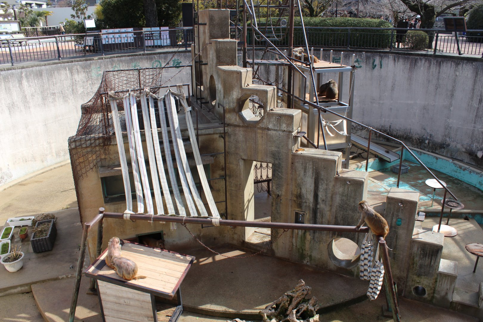 Exhibit for rhesus macaque