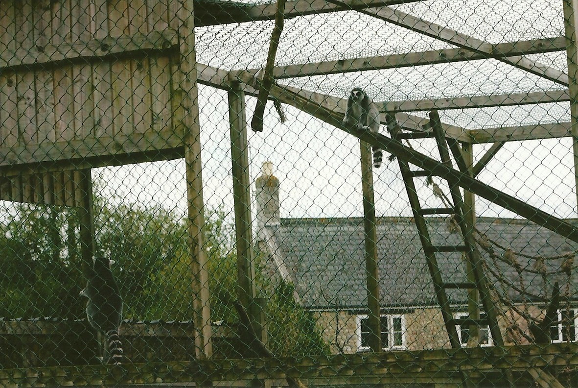 Exhibit for Ring-tailed Lemurs 11th September 2012