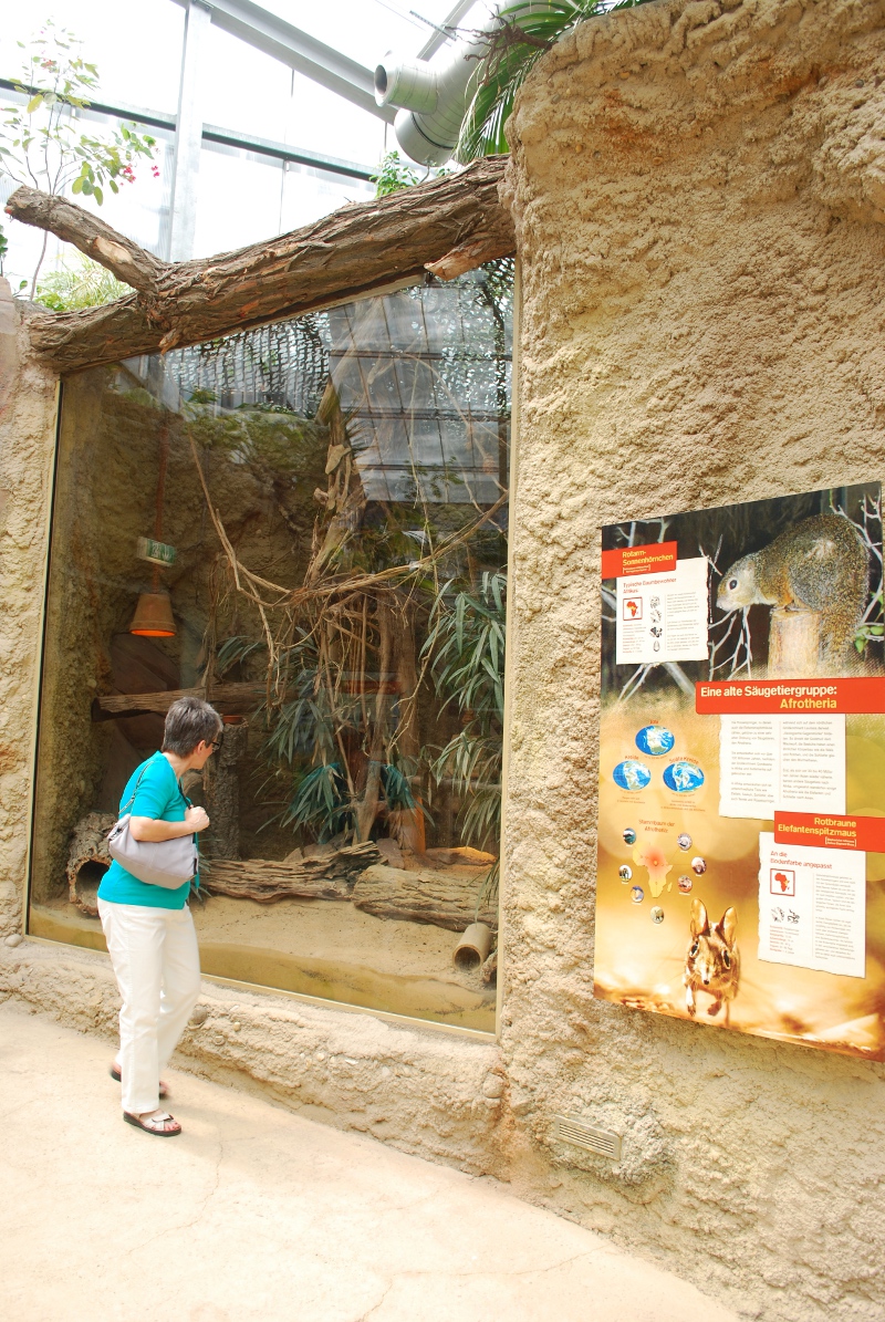 Exhibit for Roufous elephant shrews and Red-legged sun squirrel