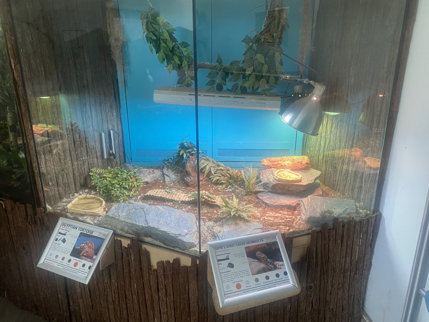 Exhibit for Sahara mastigure/Egyptian tortoise 050925