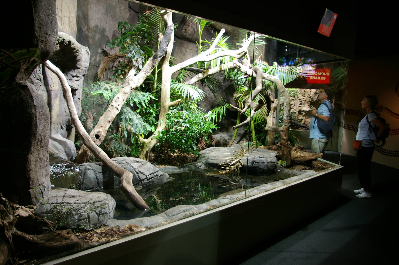 exhibit for scrub python (Morelia amethistina)