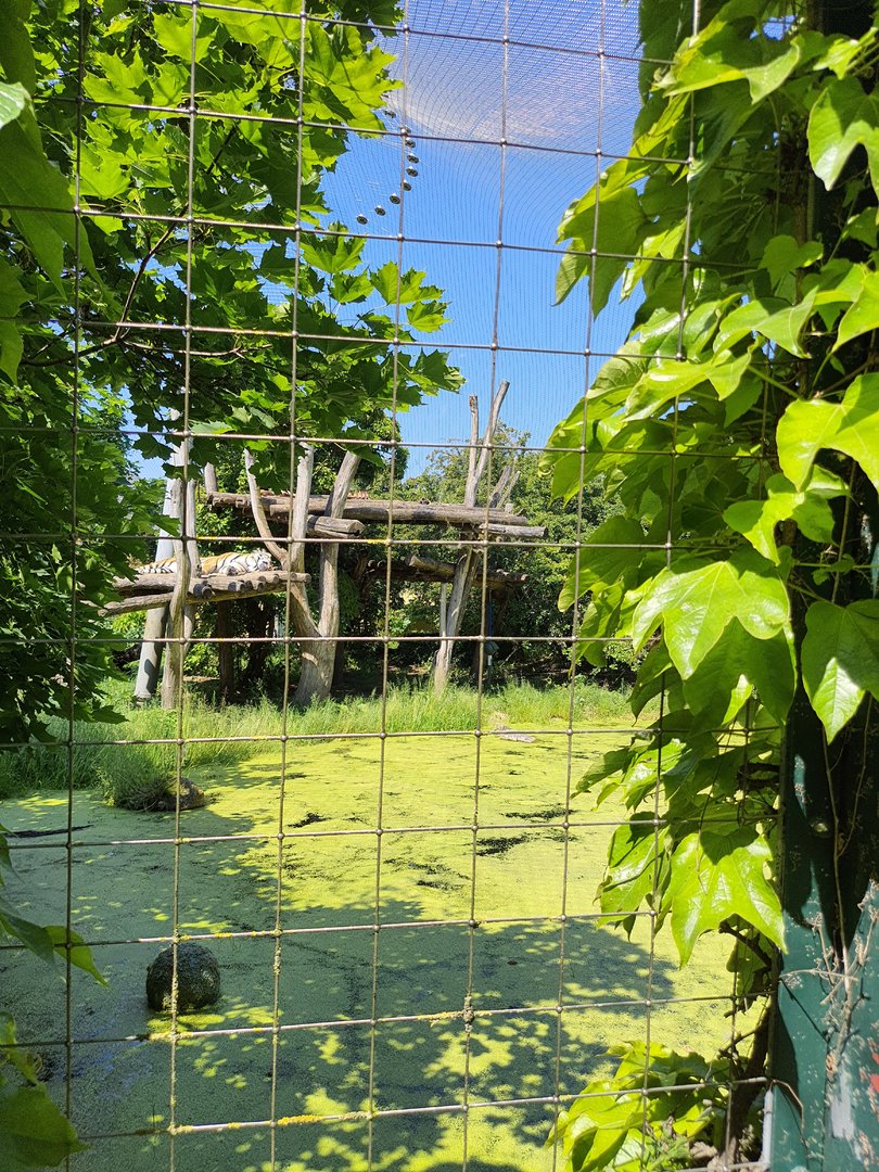 Exhibit for Siberian tiger- Tiergarten Schönbrunn
