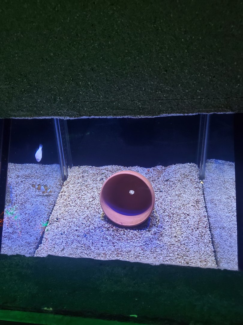 Exhibit for skunk clownfish