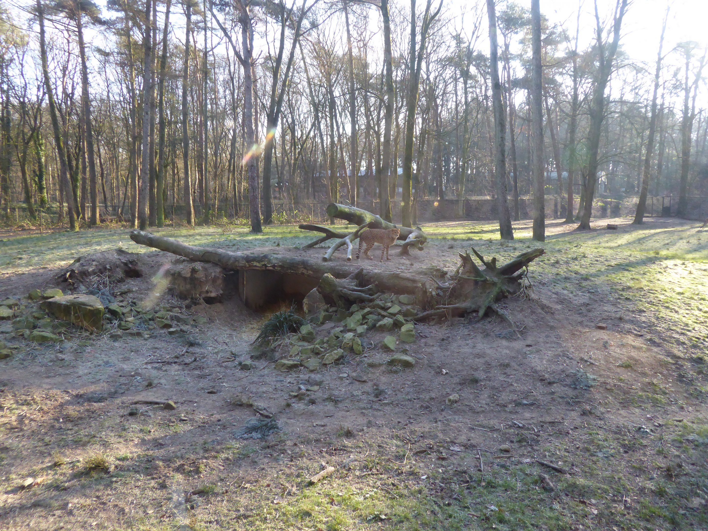 Exhibit for South African Cheetah