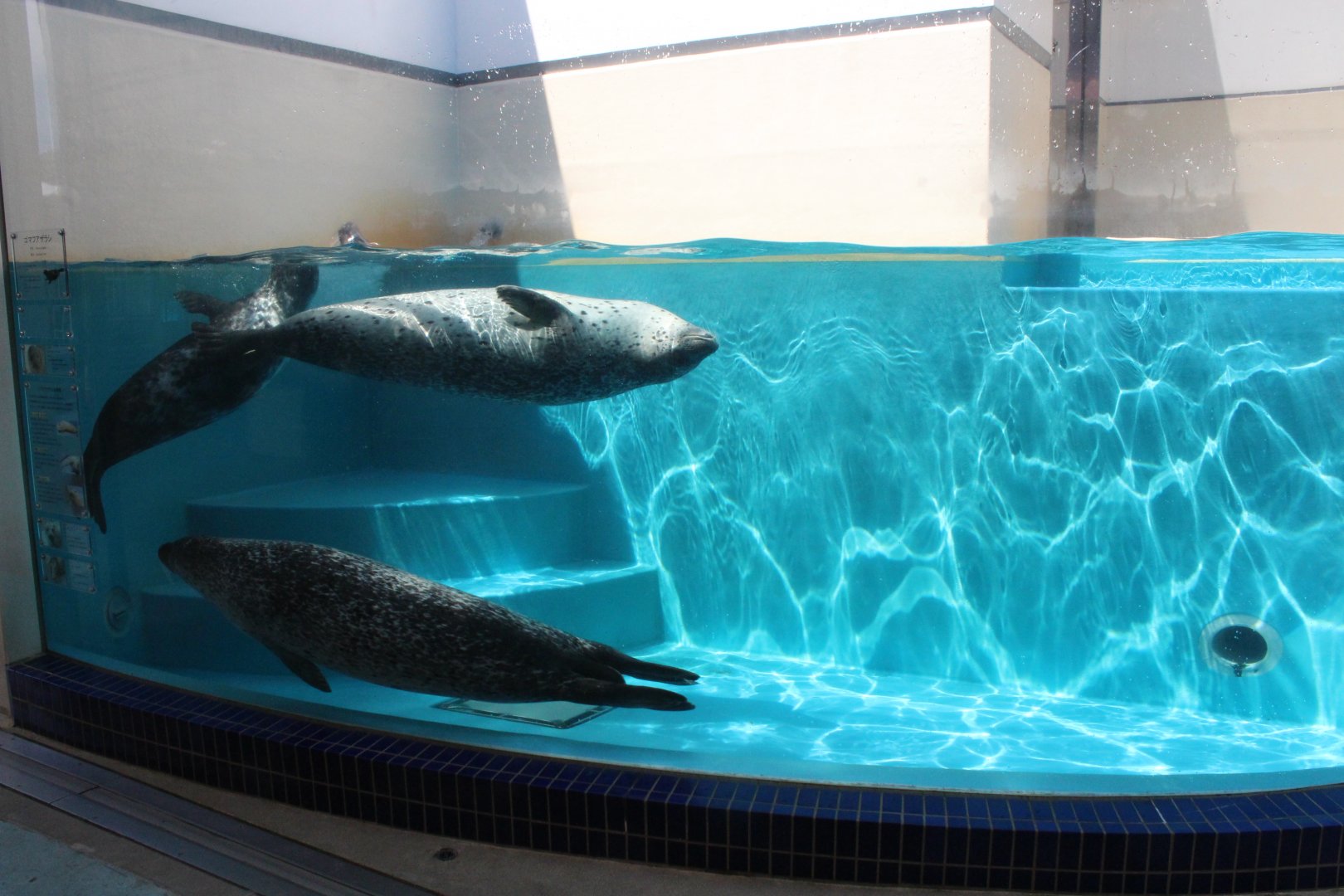 Exhibit for spotted seal