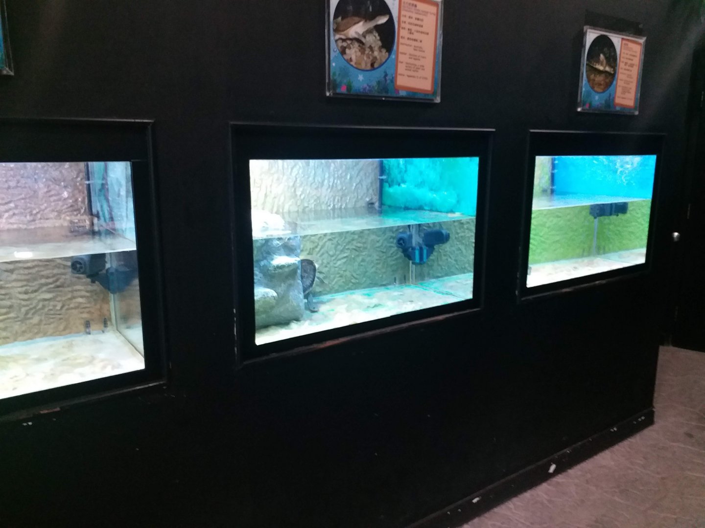 Exhibit for turtle