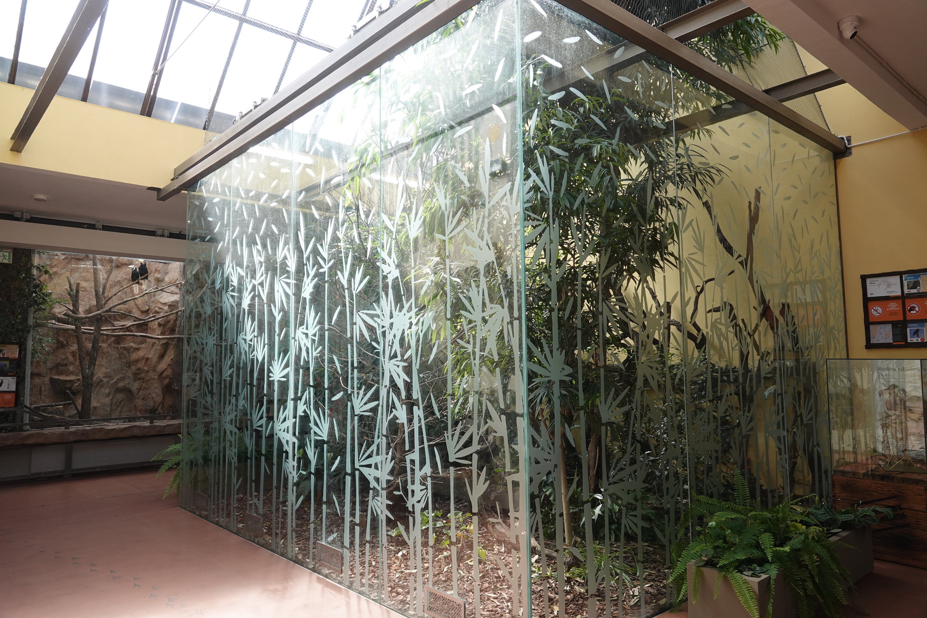 Exhibit for Twelve-wired bird-of-paradise and White-naped pheasant-pigeon