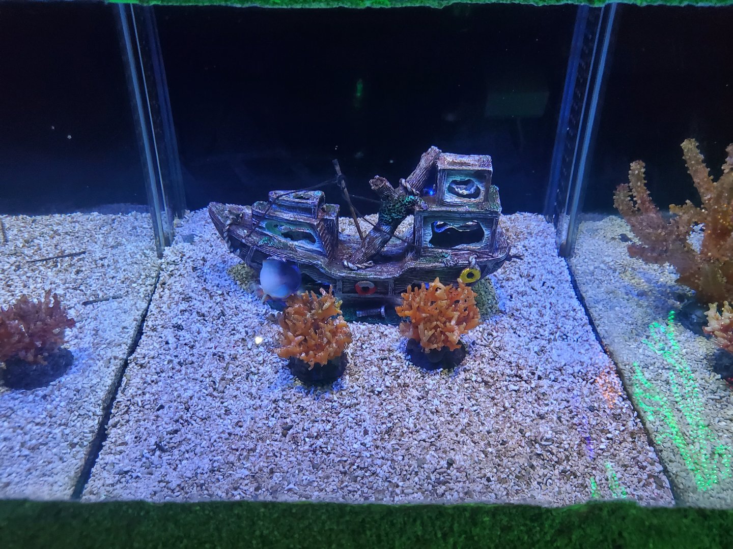 Exhibit for unidentified triggerfish