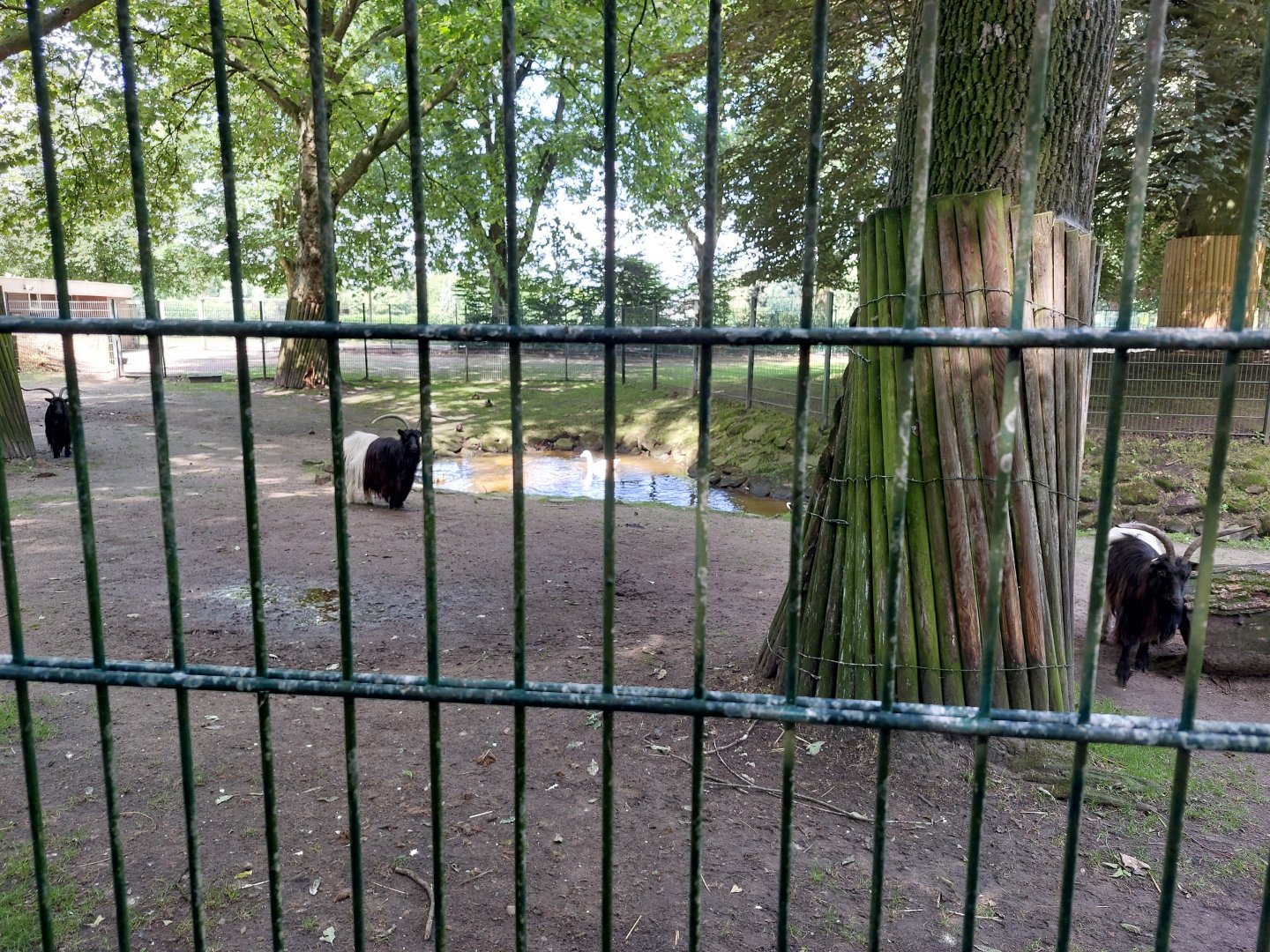 Exhibit for Valais Blackneck goat, donestecated donkeys, emden geese and indian runner duck