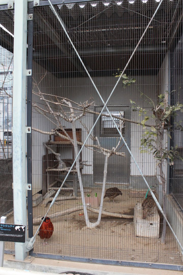 Exhibit for various pheasant