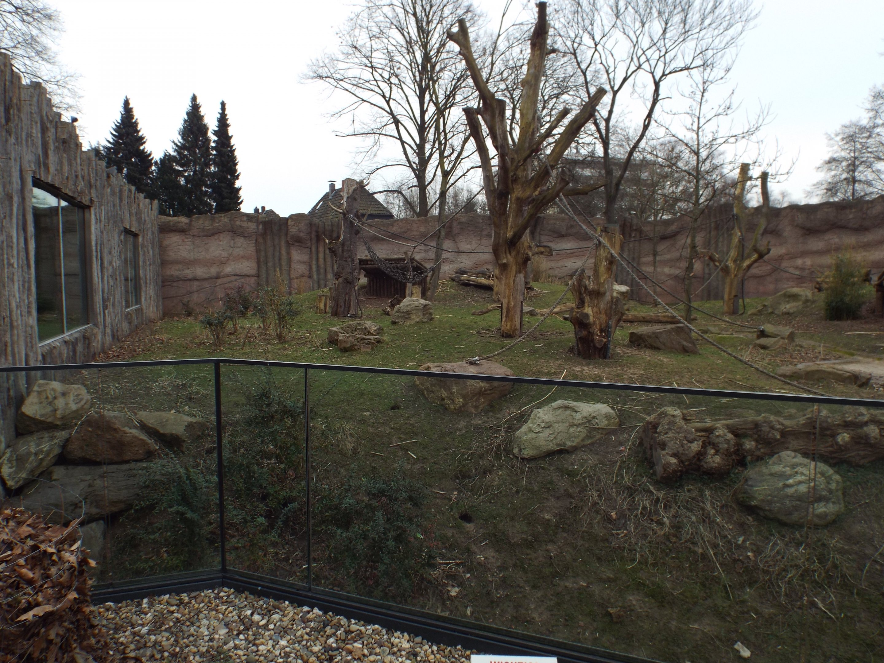 Exhibit for Western Lowland Gorilla