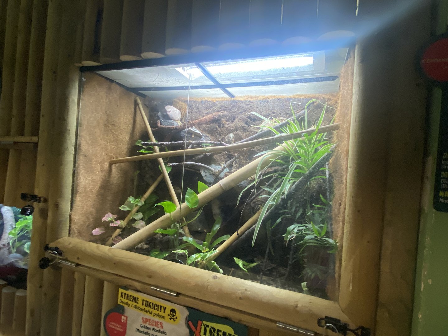 Exhibit for Yellow-headed day gecko and Golden mantella 150723