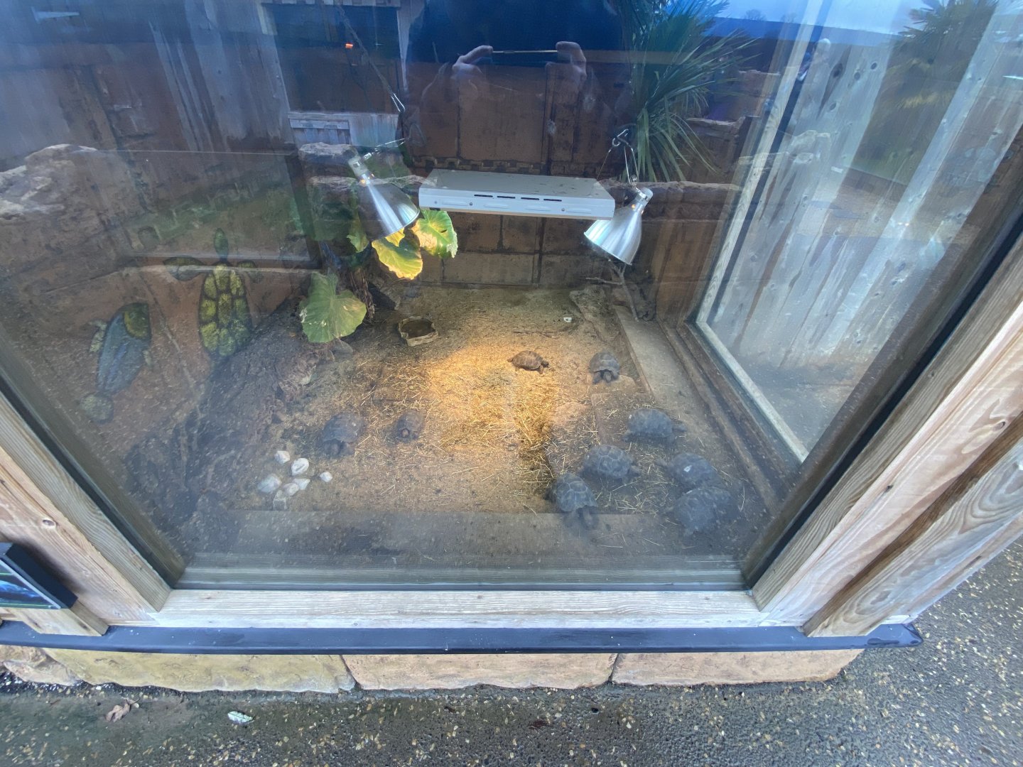 Exhibit for young Galapagos giant tortoises