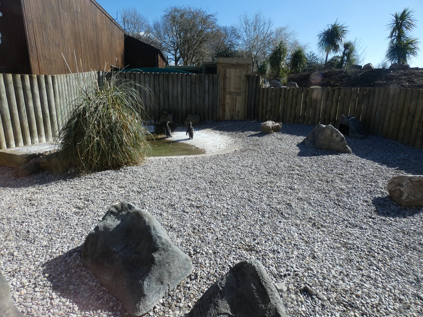 Exhibit for young Humboldt's Penguin