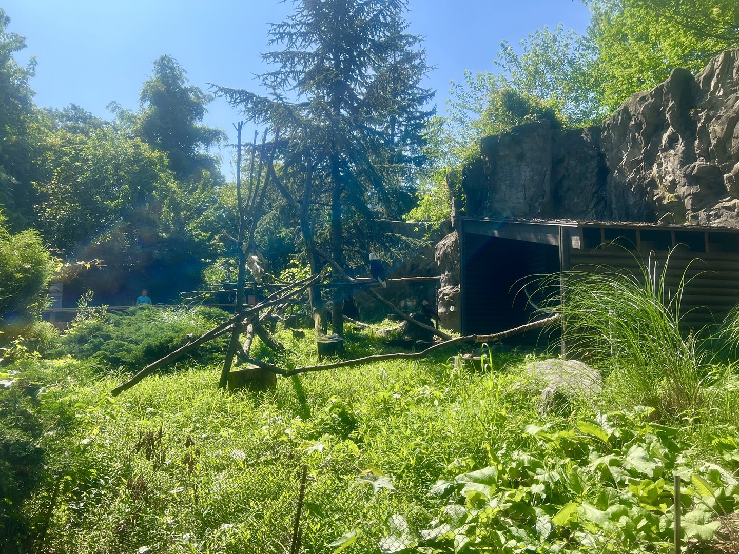 Exhibit housing Bald and Golden Eagles