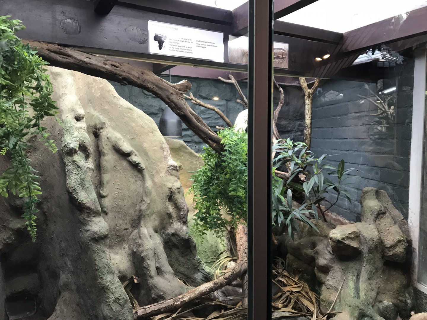 Exhibit in Reptile House 261018