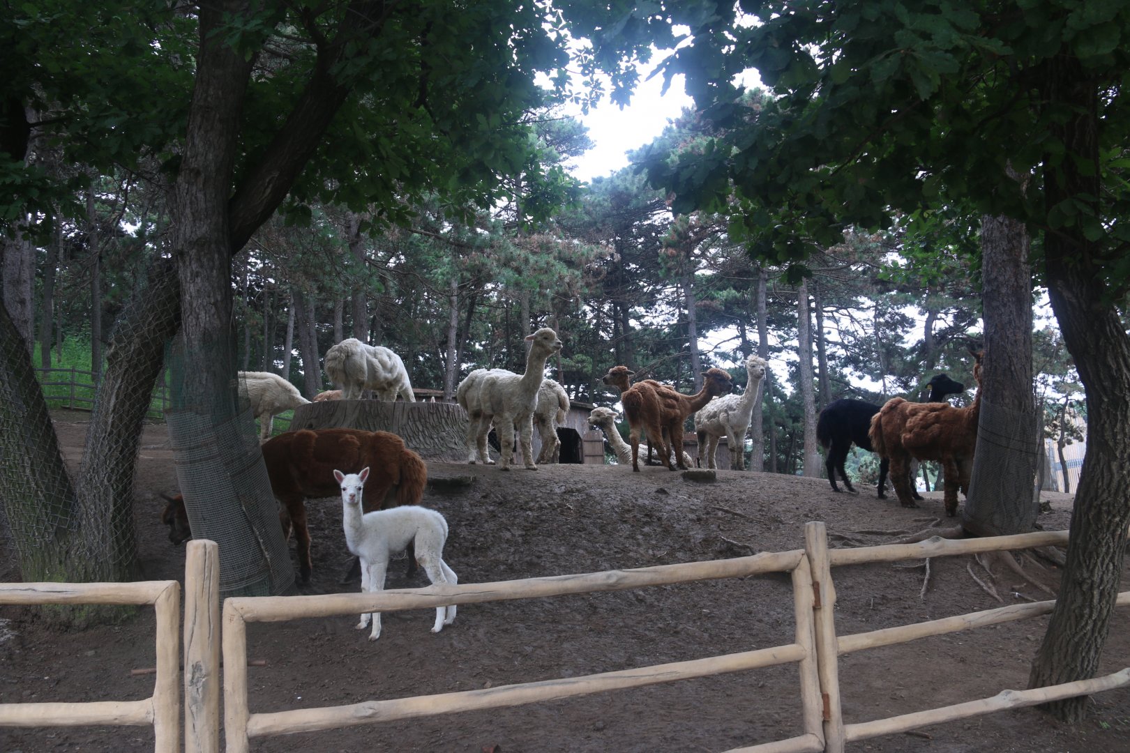 Exhibit of alpacas