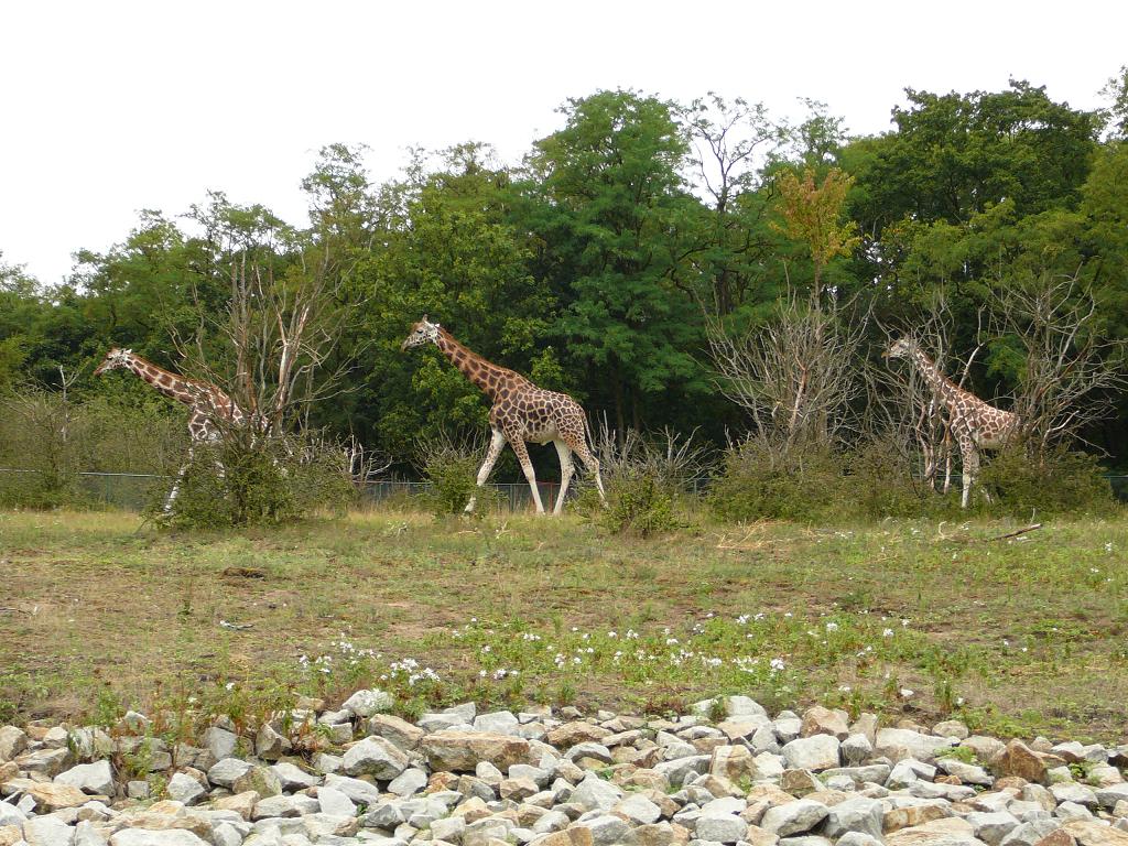 Exhibit of animals of Africa