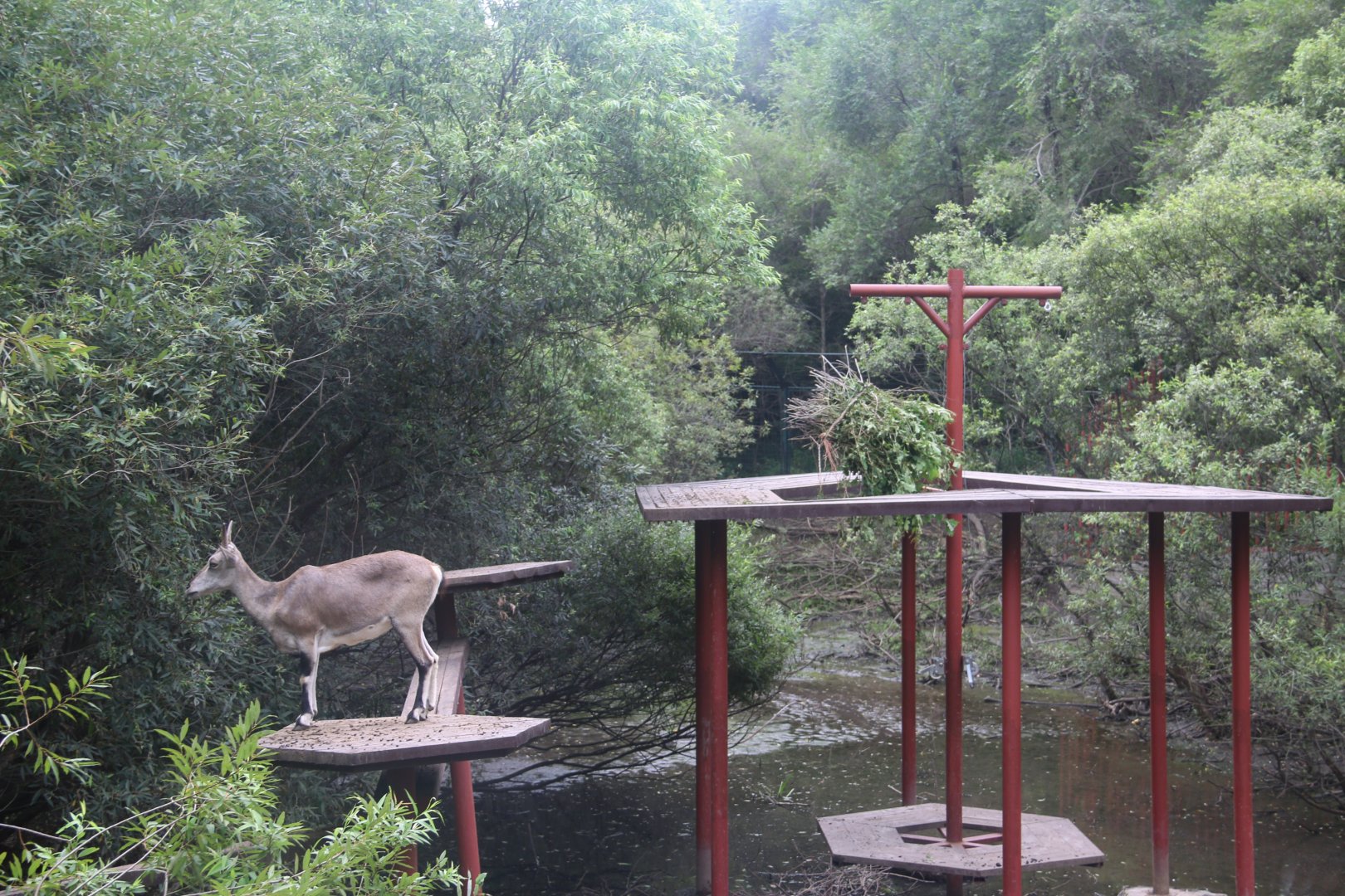 Exhibit of blue sheeps(2021)