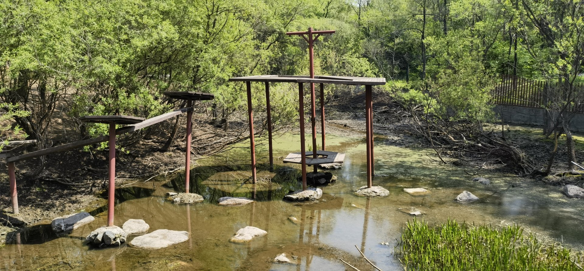 Exhibit of blue sheeps