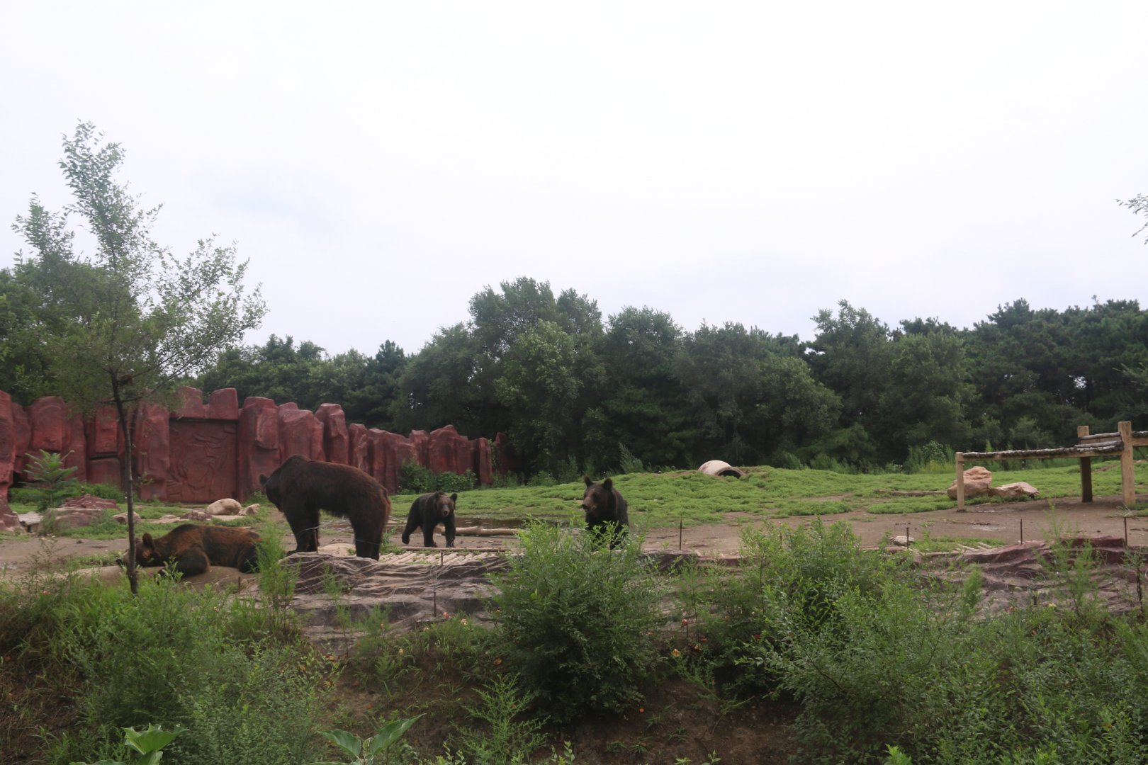 Exhibit of brown bears