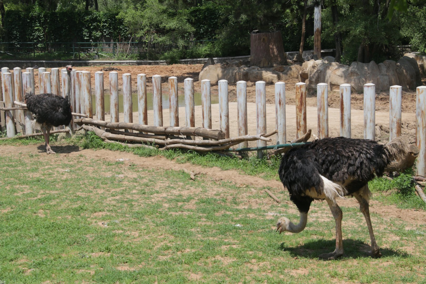 Exhibit of common ostrichs-next to rinos