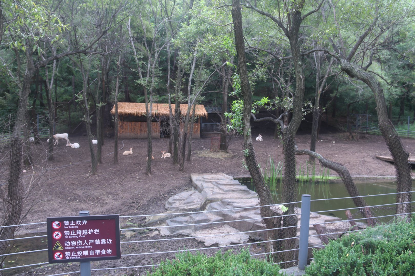 Exhibit of fallow deers